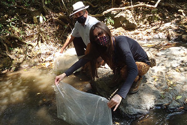 Ação no Córrego do Arroz em Areado leva 20 mil espécies para repovoar o manancial
