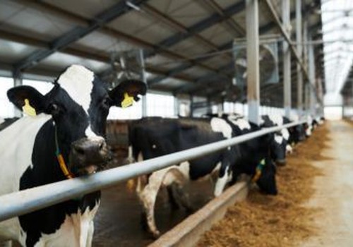 Cemig terá que indenizar pecuarista em quase R$ 70 mil após prejuízos por falta de energia