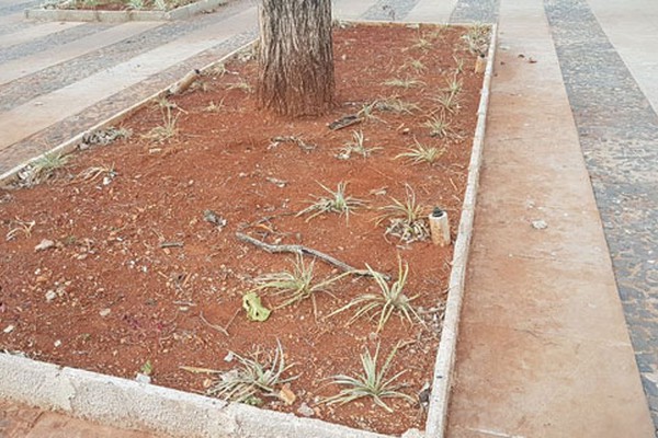 Praça de quase meio milhão e um ano de obras no Centro acumula mato e plantas mortas