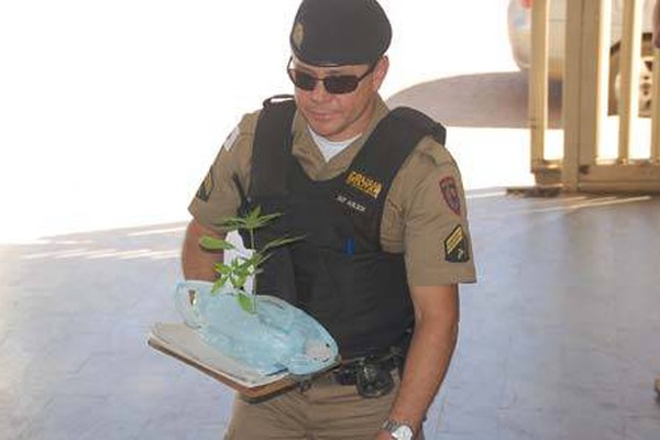 Polícia Militar encontra pés de maconha junto a couves no Coração Eucarístico
