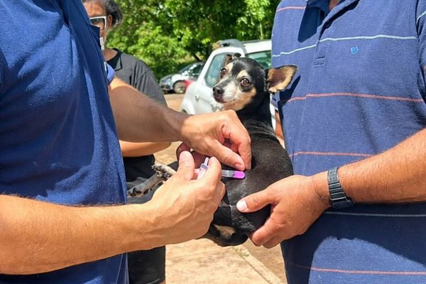 Perdeu o mutirão de vacinação contra a raiva? Veja o que fazer para imunizar o seu animal