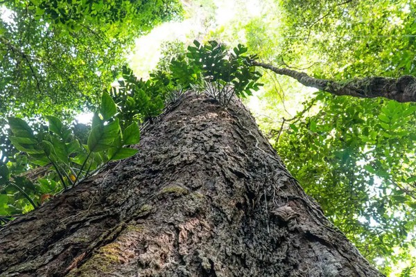 Mudança climática: gigantes da Amazônia podem ajudar cientistas