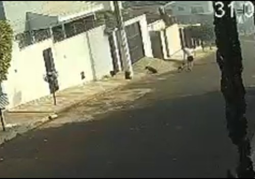 Vídeo mostra ataque de Pit Bulls que quase matou cão comunitário e revoltou moradores das Chácaras Caiçaras