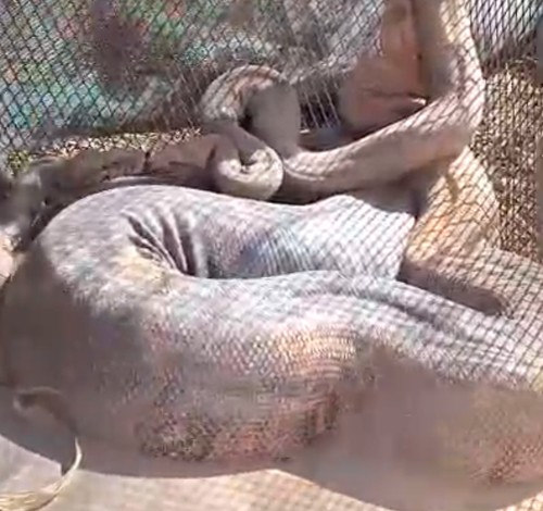 Cobras gigantes que assustavam moradores em Carmo do Paranaíba são capturadas pelos bombeiros