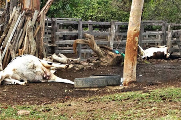 Vacas morrem eletrocutadas na zona rural de Rio Paranaíba e família denuncia descaso da Cemig