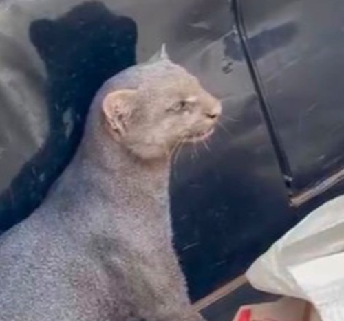 Gato-mourisco invade casa em Presidente Olegário para fugir de ataque de cães e dá trabalho à Polícia Militar
