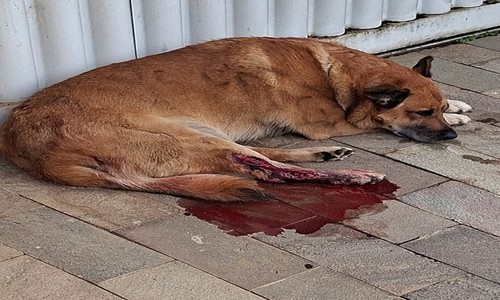 Motorista é indiciado pela polícia por atropelar cachorro e não prestar socorro em Araxá