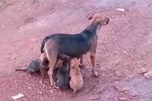 Abandono faz cães nas Chácaras Pôr do Sol se multiplicarem e moradores pedem solução