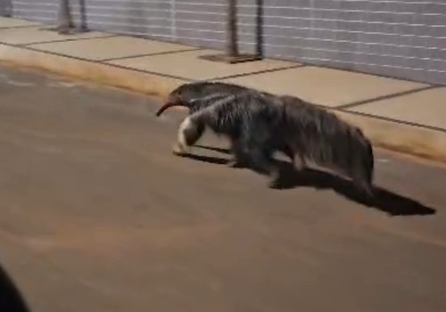 Enorme tamanduá-bandeira é flagrado passeando por ruas de Patos de Minas