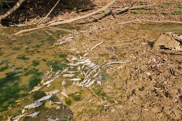 Centenas de peixes aparecem mortos nas águas do Rio Paranaíba, em Patos de Minas