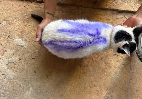 Polícia Civil identifica jovem que teria pichado gata com produto tóxico, em Araxá