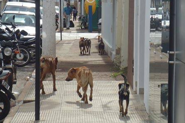 Cães abandonados tomam conta das ruas da cidade e causam preocupação