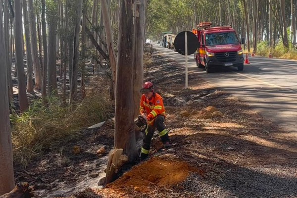 Bombeiros têm que cortar árvore após queimada comprometer eucaliptos na entrada de Carmo do Paranaíba