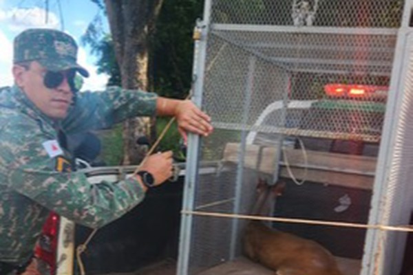PM Ambiental resgata veado com ferimentos em fazenda de Presidente Olegário