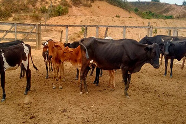 Polícia Civil recupera 14 cabeças de gado furtadas de fazenda no município de Presidente Olegário