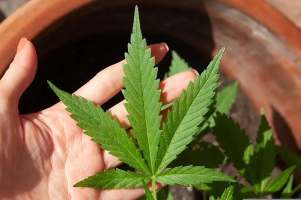 STJ adia prazo para regulamentação do plantio de cannabis medicinal