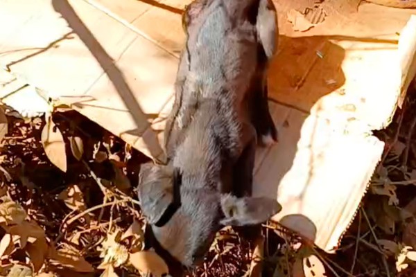 Cãezinhos são abandonados em caixa de papelão na beira da estrada e só um é resgatado com vida