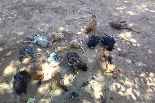 Cães abandonados atacam galinhas em comunidade e moradores pedem socorro
