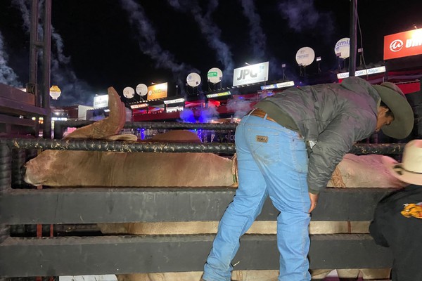 Touro chama a atenção pelo tamanho e provoca medo só de olhar; veja ao vivo