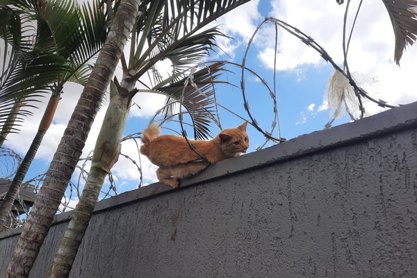 Corpo de Bombeiros é acionado para resgatar gato que ficou enroscado em concertina