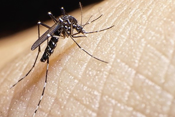Com cenário de epidemia de dengue, Patos de Minas tem mais 700 notificações em uma semana