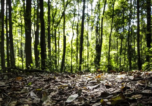 Produção florestal no país alcança recorde de R$ 47,9 bilhões em 2025