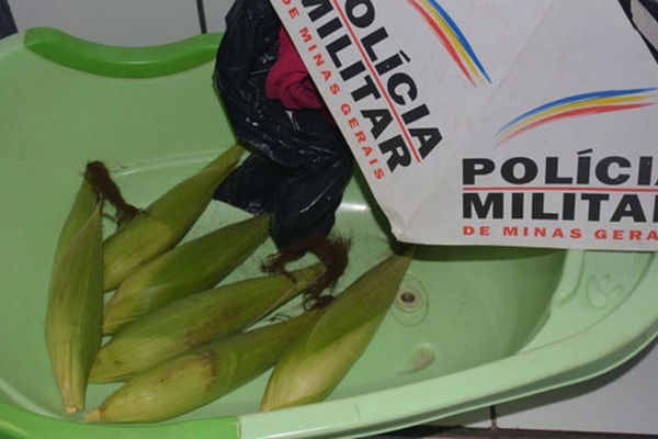 Quatro acabam na delegacia ao serem flagrados furtando milho em Patos de Minas 