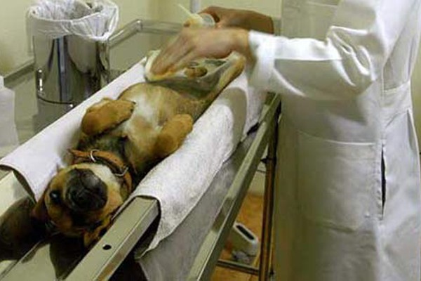 Centro de Controle de Zoonoses abre inscrições para castrações gratuitas de cães e gatos