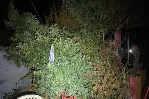 Polícia Militar procura homem que mantinha plantação de maconha em residências em Guimarânia