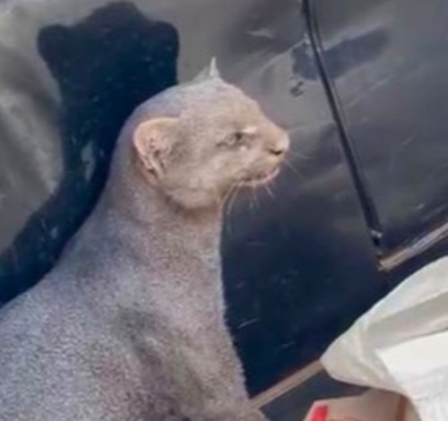 Gato-mourisco invade casa em Presidente Olegário para fugir de ataque de cães e dá trabalho à Polícia Militar