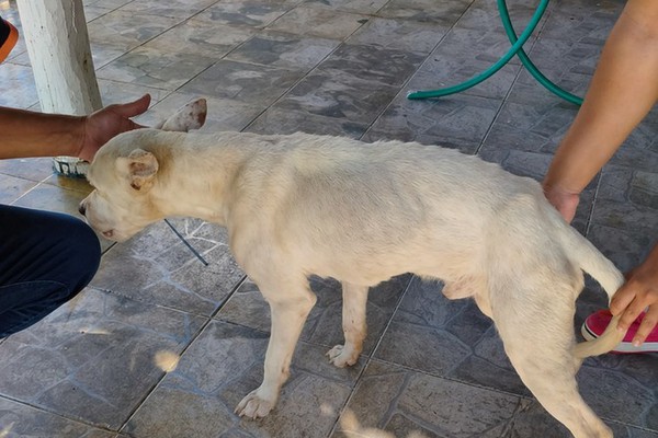 Pitbull resgatado bastante debilitado morre durante tentativa de reabilitação