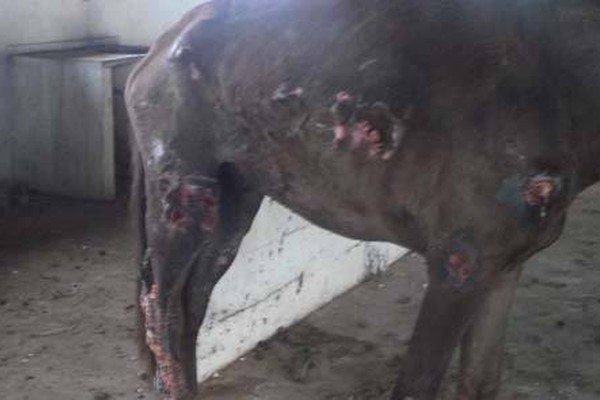 Animal vive em condição precária e caso vai parar na polícia em Lagoa Formosa