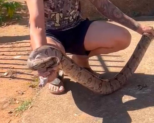Moradores se assustam com jiboia no perímetro urbano de Varjão de Minas; vereador capturou o animal