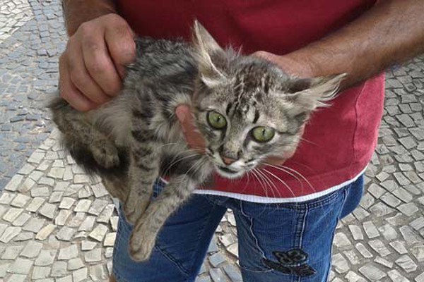 Associação de Proteção Animal resgata gato que ficou preso por semanas em prédio vazio