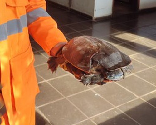 Cágado ferido após atropelamento é resgatado pelo Corpo de Bombeiros em Patos de Minas