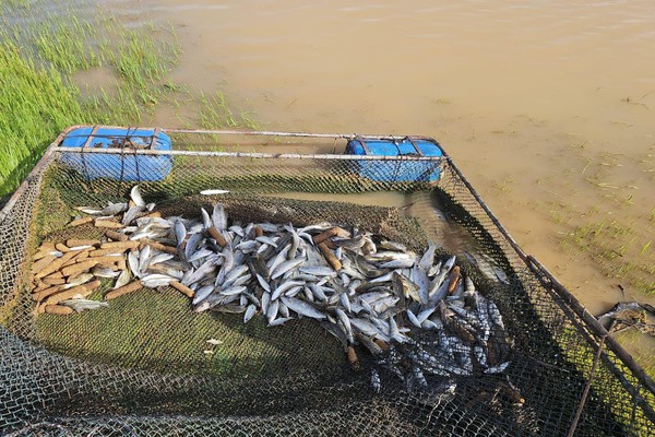 Pescador profissional é preso por captura ilegal de peixes durante a piracema em Abadia dos Dourados
