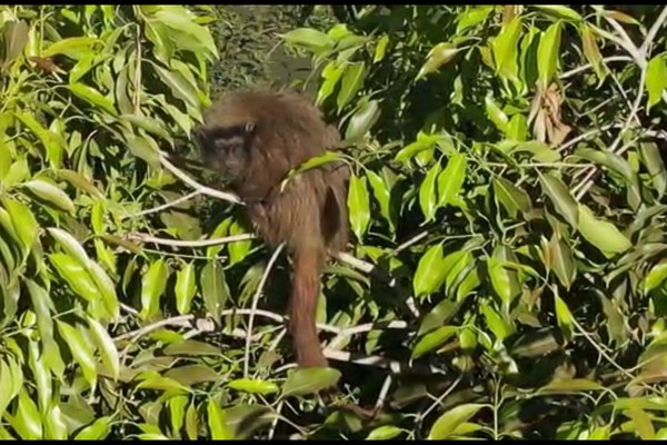 Morador flagra com drone macaco perdido há dias em árvore na Lagoa Grande