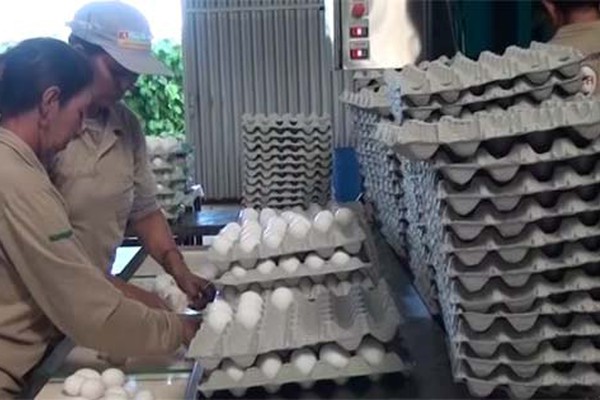 Granja em Patos de Minas explica porque os ovos ficam mais caros no período da quaresma
