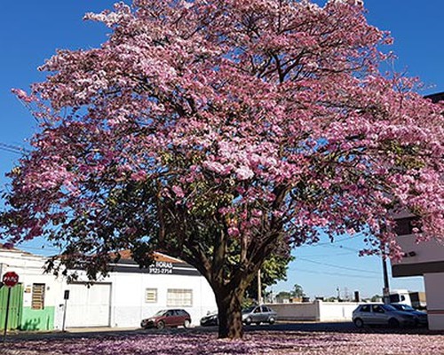 Ip Rosa Coberto De Flores Em Pra A De Patos De Minas Chama A Aten O E Encanta Pela Beleza