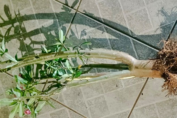 Homem furta flor-do-deserto para trocar por drogas e acaba preso em Patos de Minas