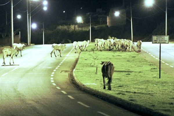 Motoristas são surpreendidos por rebanho de gado pastando pela avenida Fátima Porto