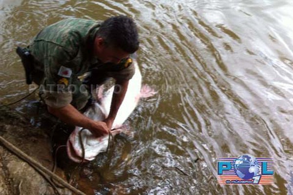 Polícia Militar de Meio Ambiente solta peixe surubim de cerca de 30kg capturado irregularmente