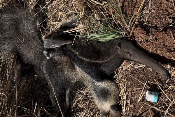 De cortar o coração! Filhote de tamanduá bandeira é resgatado junto ao corpo da mãe na BR 251