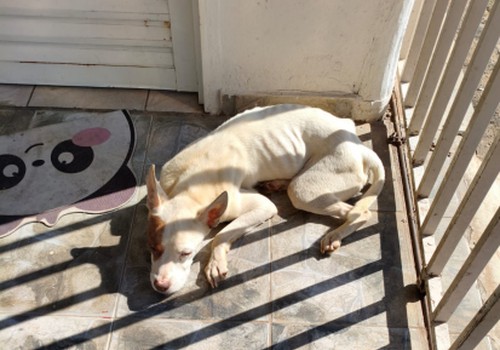 Homem é preso em flagrante após pitbull ser encontrado em estado deplorável