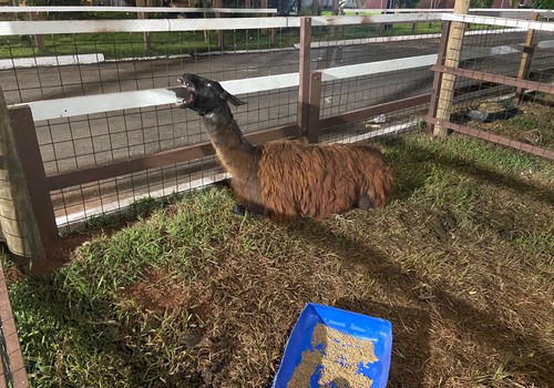 Animais incomuns chamam a atenção na Fenamilho 2026; veja ao vivo