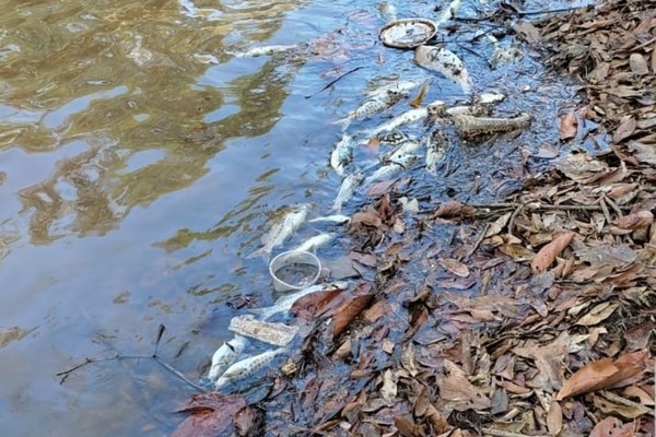 Dezenas de peixes aparecem mortos, boiando nas águas do Rio Paranaíba em Patos de Minas