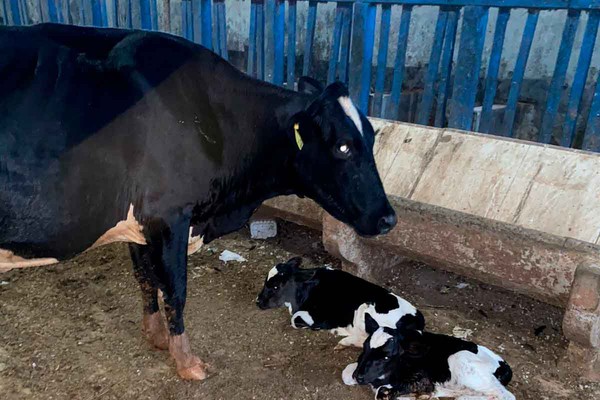 Caso raro; vaca dá luz a bezerros gêmeos de sexos diferentes em fazenda de Lagoa Formosa