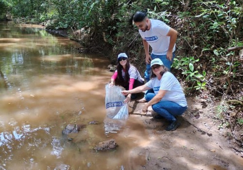 Mais 25 mil peixes de espécies nativas são soltos no Córrego do Arroz, em Patos de Minas