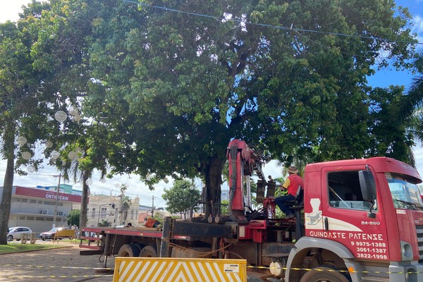 Órgãos responsáveis fazem poda drástica em árvore gigante ameaçada pelo temporal