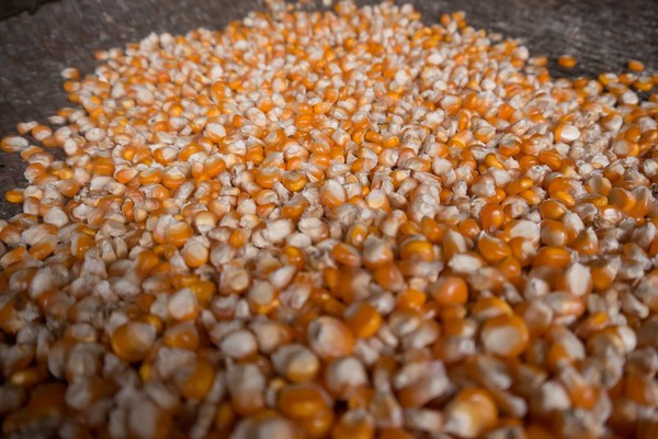 Produtor será indenizado por receber sementes de milho vencidas em Patos de Minas